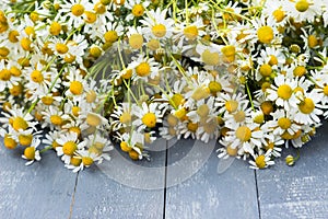 Chamomile on a gray wooden background. White little chamomile flowers, useful plant