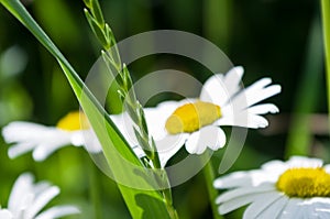 Chamomile and green grass