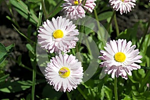 Chamomile on the green leafs background.