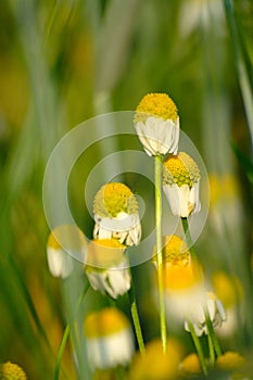 Chamomile In Green Wheat