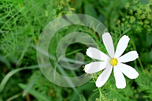 Chamomile growing outdoors in the garden. Beautiful white daisy flower on green grass. How to grow camomile herb