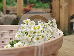 Chamomile Harvest in basket at the Farm with Chicken Coop.