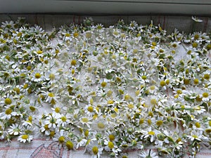 Chamomile harvesting medicinal. Summer. June 2018