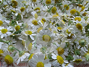 Chamomile harvesting medicinal. Summer. June 2018