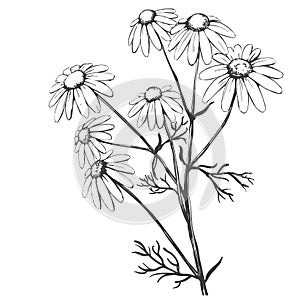 Chamomile, herb medicinal, daisy hand drawn vector illustration realistic sketch