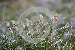 Chamomile in icy glaze after a cold rain on a glade covered with ice. close-up, blur background