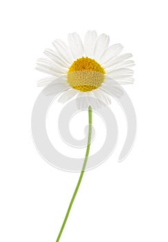 Chamomile isolated on white background. cutout