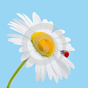 Chamomile and ladybird on blue. Daisy and ladybird. Sum