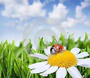 Chamomile and ladybug
