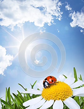 Chamomile and ladybug
