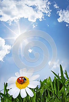 Chamomile and ladybug