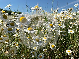 chamomile large field. wild white flowers in nature