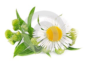 Chamomile with leaves photo