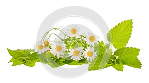 Chamomile and lemon balm