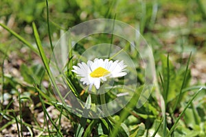 chamomile macro flowers in the grass