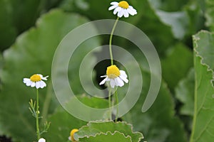 Chamomile macro photography. Healthy herbs. Green leaves in background.