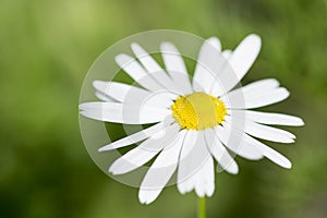 Chamomile macro on sunny blurred background. Macro nature flower closeup. Blooming chamomile field