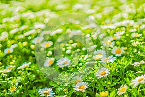 Chamomile Margaret flower garden