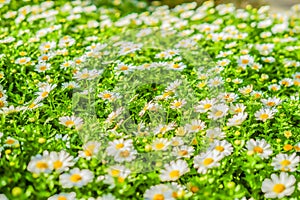 Chamomile Margaret flower garden