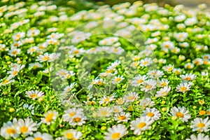 Chamomile Margaret flower garden