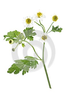 Chamomile Matricaria chamomilla