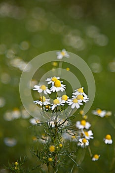 Chamomile (Matricaria chamomilla) photo