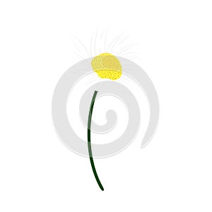 Chamomile Meadow Flower