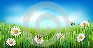 Chamomile meadow. Realistic green grass with white flowers, blue sky and clouds, flying bees. Garden lawn panorama