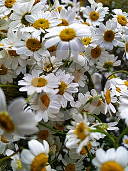 Chamomile is a meaningful and cheerful flower