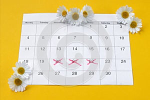 Chamomile on menstruation period calendar on yellow Background