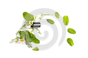 Chamomile with mint leaves and oil on isolated white background