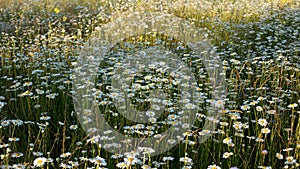 Chamomile is an odorless, very common herbaceous weed