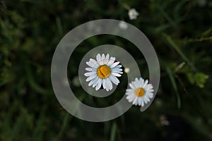 Chamomile is an odorless, very common herbaceous weed