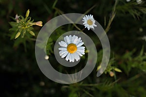 Chamomile is an odorless, very common herbaceous weed