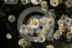 Chamomile is an odorless, very common herbaceous weed