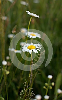 Chamomile is an odorless, very common herbaceous weed