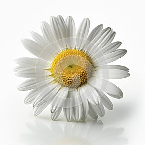 Chamomile officinalis flower isolate on white background.