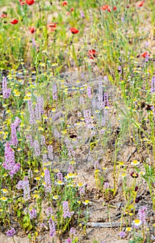 Chamomile officinalis growing in the Kyzylkum desert