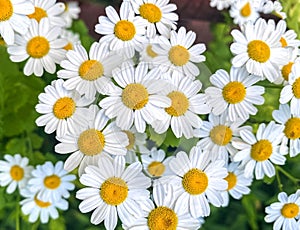 Chamomile officinalis, white flowers natural background. Medicinal plants for cosmetics and human hygiene