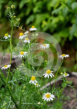 Chamomile pharmacy with flowers and leaves. White chamomile pharmacy, otherwise matricaria chamomile photo
