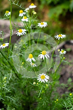 Chamomile pharmacy with flowers and leaves. White chamomile pharmacy, otherwise matricaria chamomile photo