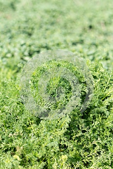 Chamomile plant in the field