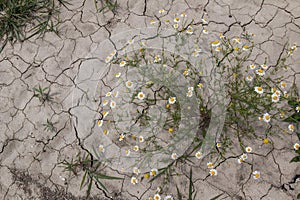 Chamomile plant on a field, Slovakia