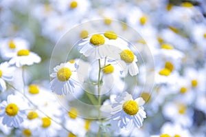 Chamomile