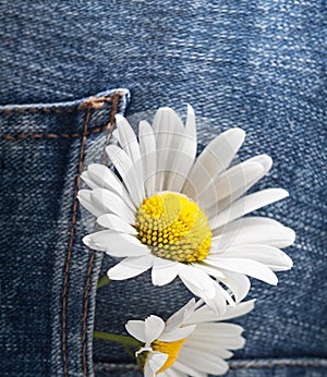 Chamomile in the pocket of a summer jeans trousers