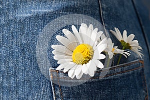 Chamomile in the pocket of a summer jeans trousers