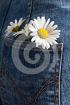 Chamomile in the pocket of a summer jeans trousers