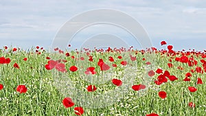 Chamomile and poppy flowers meadow
