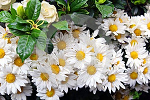 Chamomile is a powerful flower that gives us nature for different medicinal and aesthetic purposes.