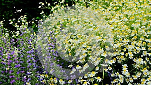 Chamomile and salvia flowers.Flowerbed with wildflowers in a natural style. Piet Oudolf flower beds. White and purple